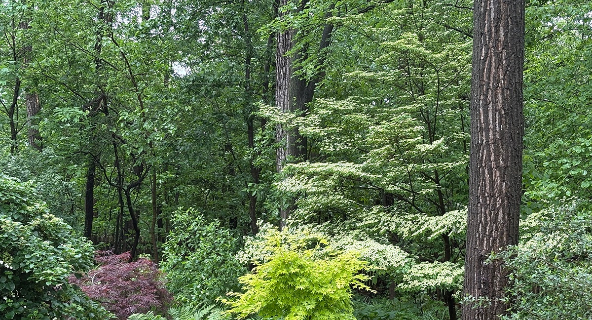 Moist Woodland